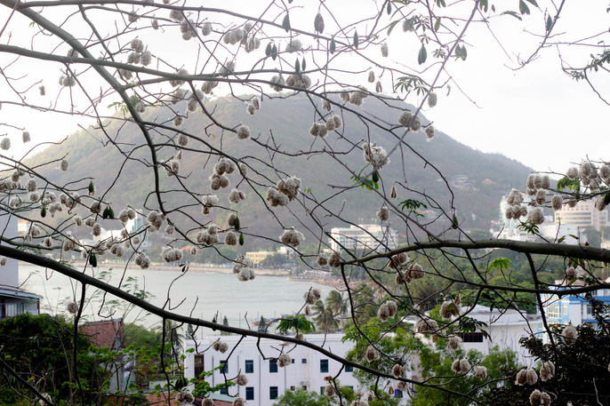 Phát[-]cuồng[-]với[-]những[-]cây[-]bông[-]gòn[-]"ma[-]mị"[-]ở[-]Vũng[-]Tàu